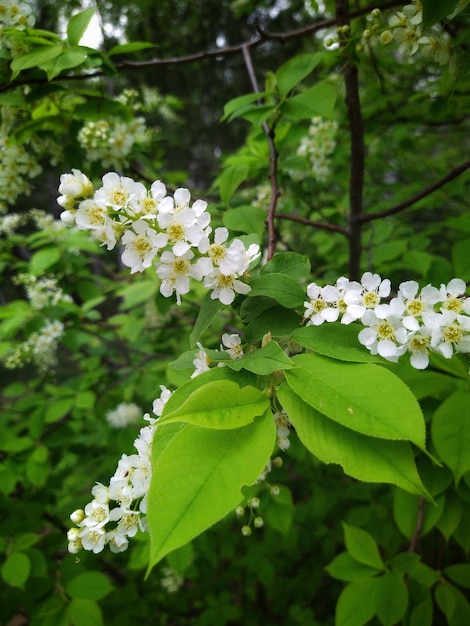 Cerejeira de pássaro com flores brancas