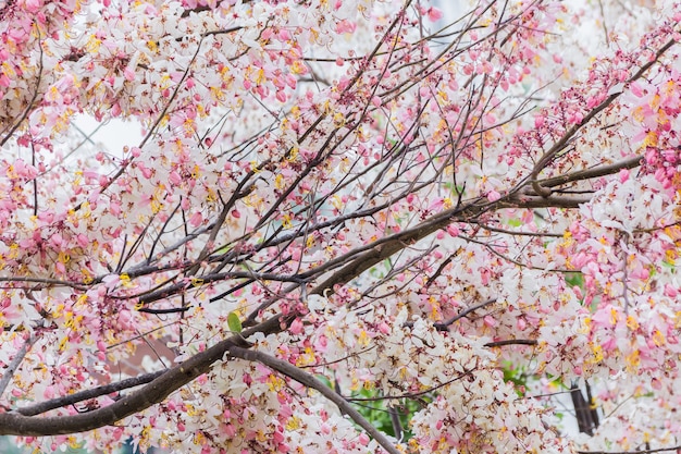 Cerejeira do Himalaia selvagem Prunus cerasoides florescendo