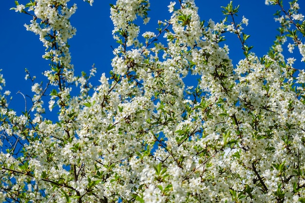 Cerejeira em flor branca densa