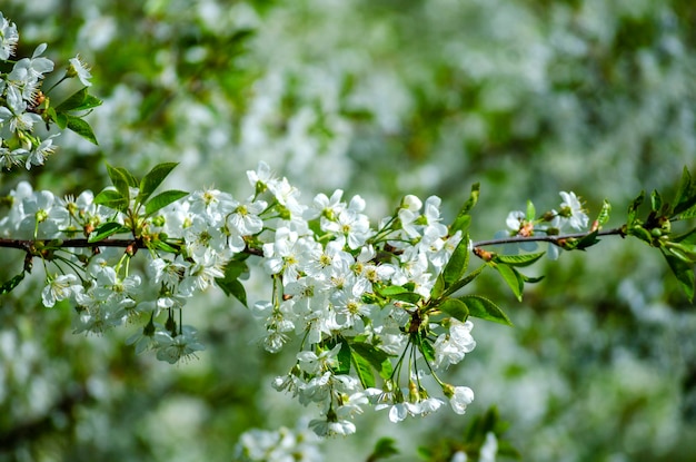 Cerejeira em flor branca densa