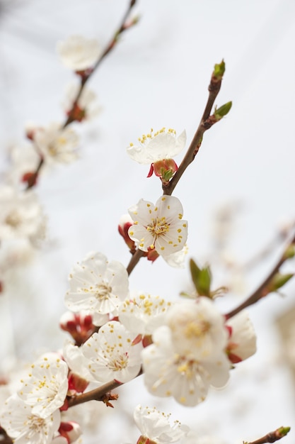 Foto cerejeira em flor. conceito de primavera e romance. orientação vertical