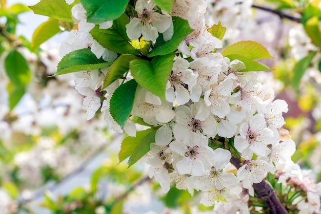 Cerejeira em flor temporada de primavera