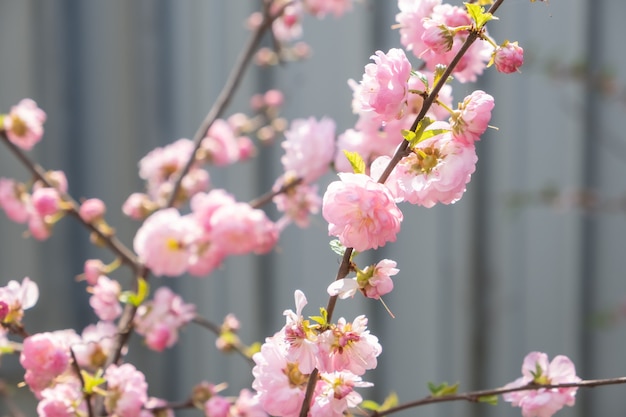 Cerejeira em flor