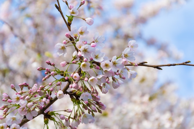 Cerejeira em flor