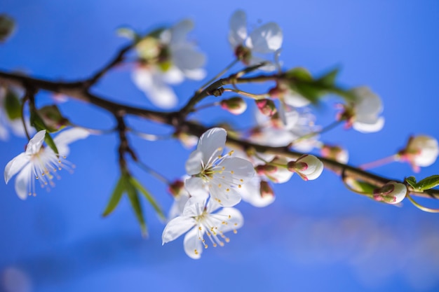 cerejeira em flor