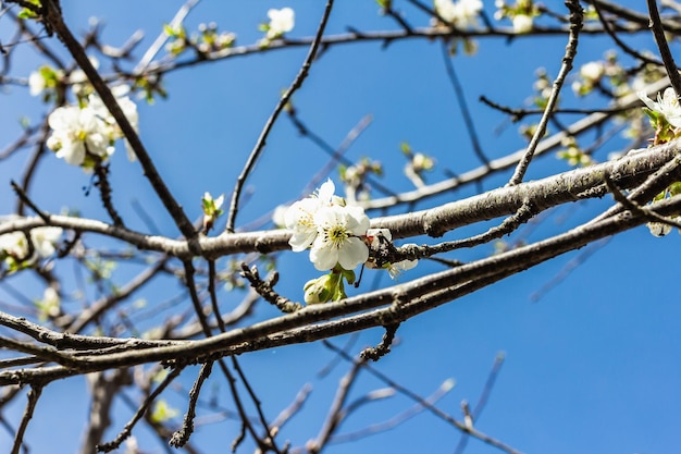 Cerejeira florescendo no jardim Primavera sazonal de plantas em crescimento Conceito de jardinagem