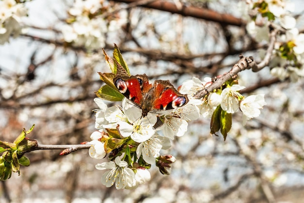 Cerejeira florescente no jardim Borboleta de pavão em flores perfumadas Primavera sazonal
