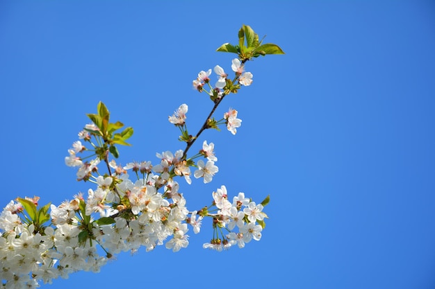 Cerejeira florida de primavera contra o céu azul Árvore com flores brancas e folhas verdes fechadas