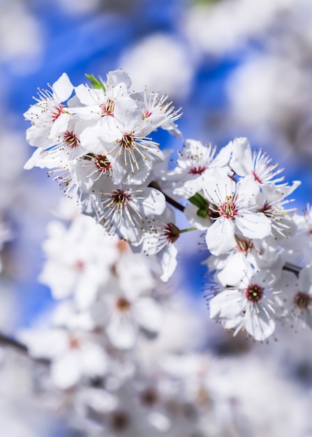 Cerejeiras em flor na primavera lindas flores brancas contra o céu azul