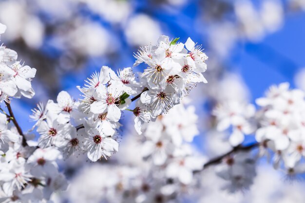 Cerejeiras em flor na primavera lindas flores brancas contra o céu azul