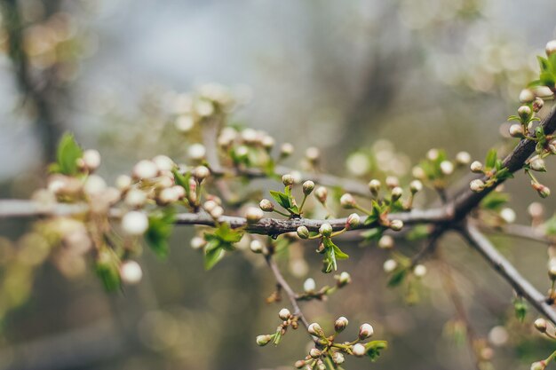 Cerejeiras em flor