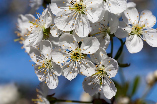 Cerejeiras florescendo na primavera