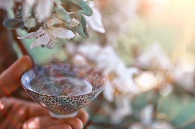 ceremonia japonesa del té en el jardín de primavera, flor de cerezo aromática sakura en asia