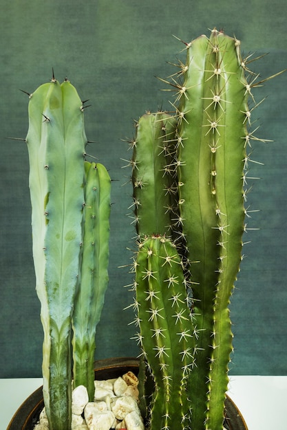 Cereus es un género de cactus