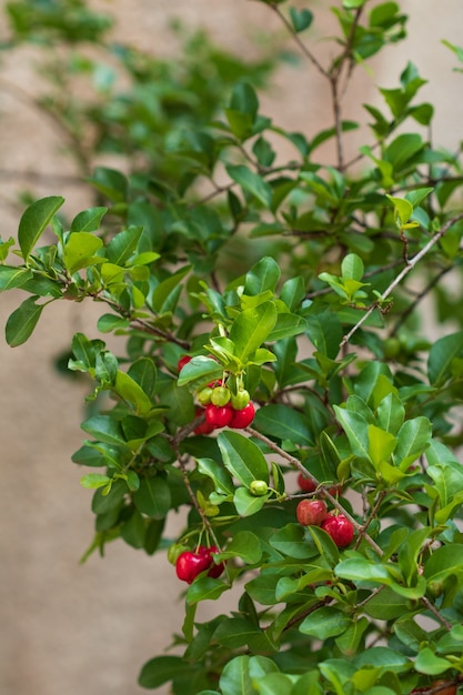 Cereza Acerola orgánica fresca. Cerezas tailandesas o acerola fruta en el árbol con puesta de sol. La acerola es una fruta famosa en América del Sur, especialmente en Brasil.