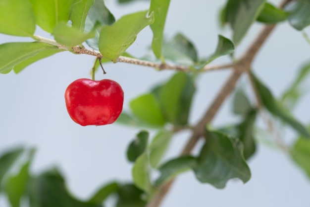 Cereza acerola de tailandia en tres. Seleccione el enfoque, cereza de Barbados, Malpighia emarginata, alto contenido de vitamina. Fruta de acerola.