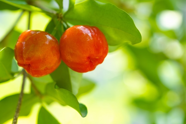 Cereza acerola de tailandia en tres. Seleccione el enfoque, cereza de Barbados, Malpighia emarginata, alto contenido de vitamina. Fruta de acerola.