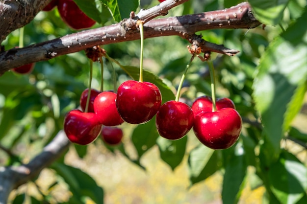 Foto cereza ácida madura fresca colgando de cerezo en huerto.