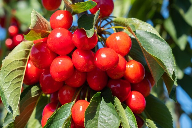 Cereza ácida madura fresca colgando de cerezo en huerto.