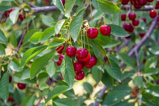 Cereza amarga en el árbol. Concepto de agricultura y cosecha. Fruto en crecimiento.