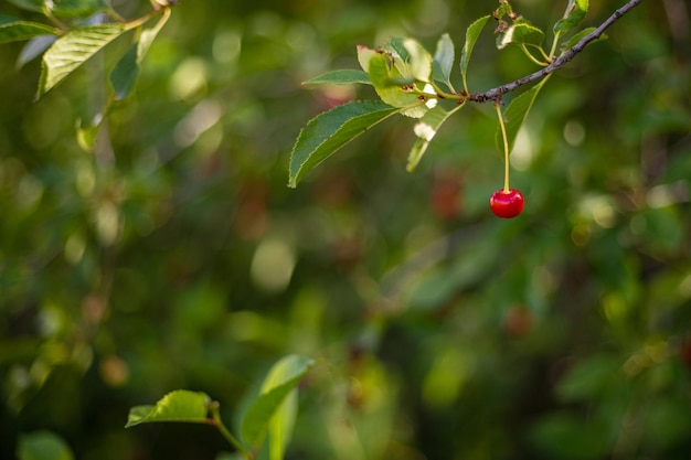 cereza, en, un, árbol, primer plano