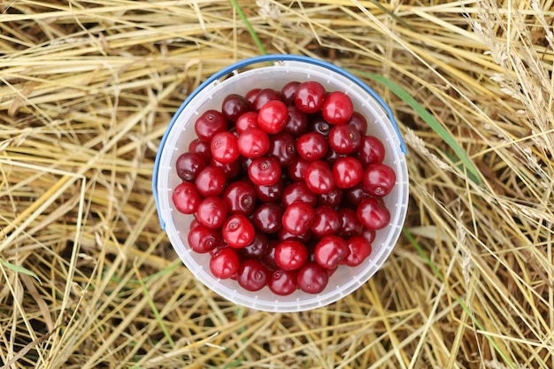 Una cereza en un balde Cosecha de cerezas rojas