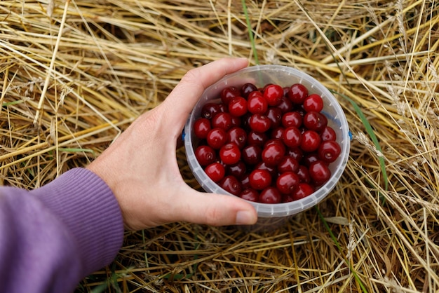 Una cereza en un balde Una mano sostiene un balde con cerezas