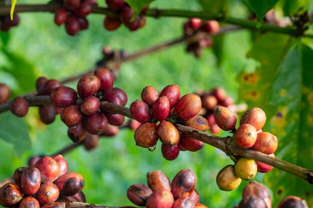 cereza de café en la finca de café