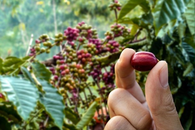 cereza de café en la mano del agricultor