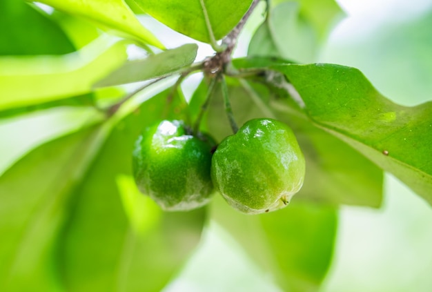 Cereza dulce dos verdes sin madurar