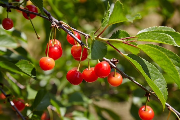 Cereza dulce roja madura en un primer plano de la rama.