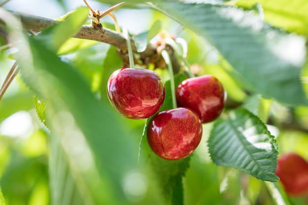 Cereza dulce roja madura en una rama