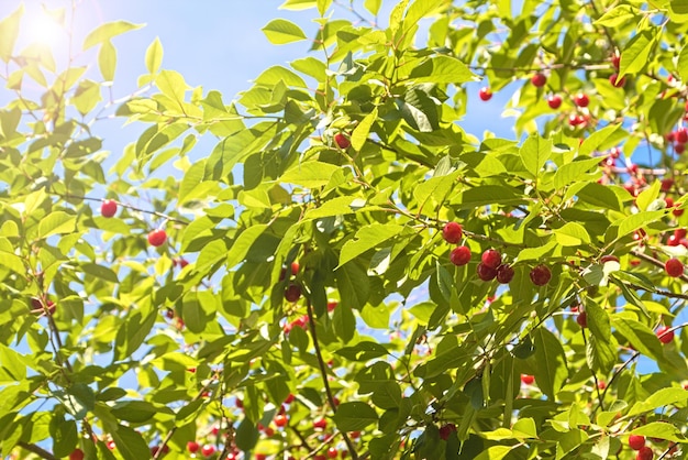 Cereza ECO en el jardín soleado Cerezas maduras colgando de una rama de cerezo en el huerto Luz solar en el huerto de cerezos de frutas en verano