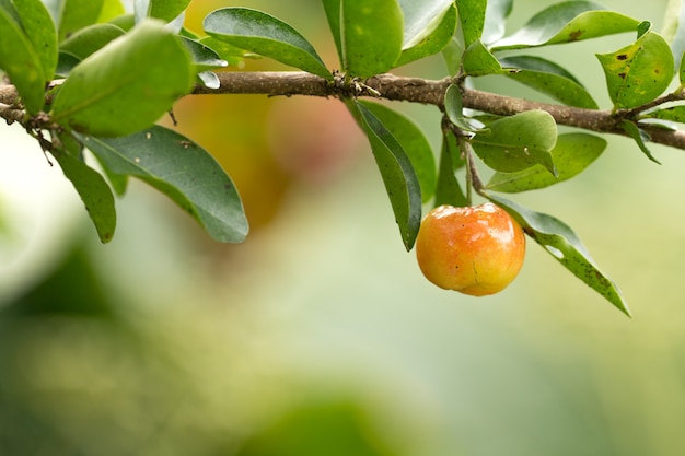 Cereza fresca de Barbados en el árbol