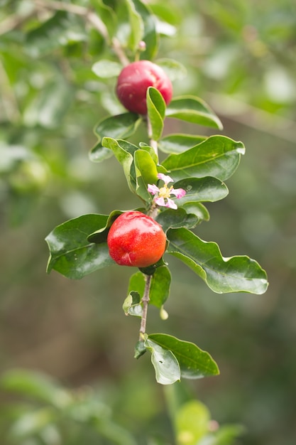 Cereza fresca de Barbados en el árbol