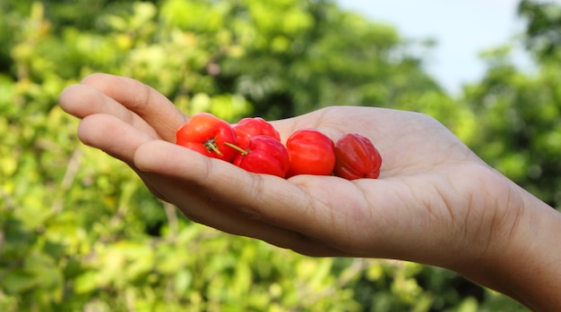 Cereza fresca en una mano con enfoque selectivo