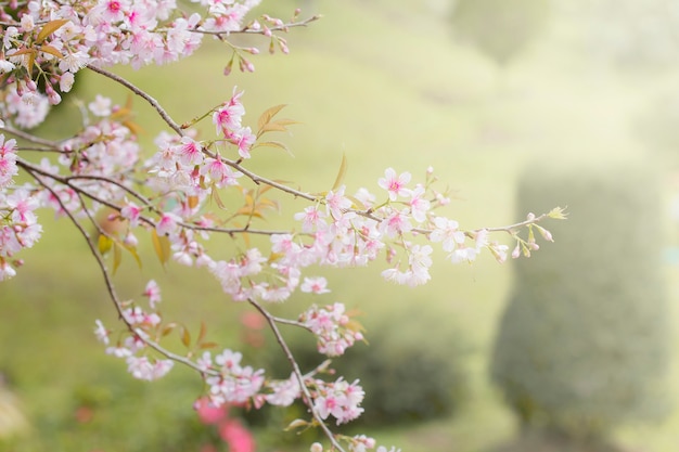 Cereza del Himalaya silvestre, flor de Prunus cerasoides Sakura en Tailandia