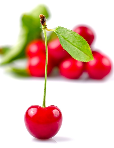 Cereza con hoja verde aislada en blanco con fondo de frutas