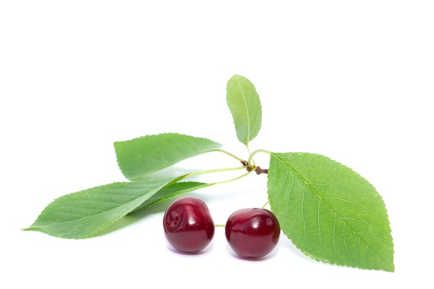 Cereza con hojas aisladas en blanco