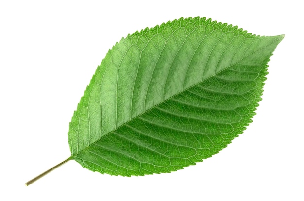 Cereza de hojas verdes aisladas sobre fondo blanco