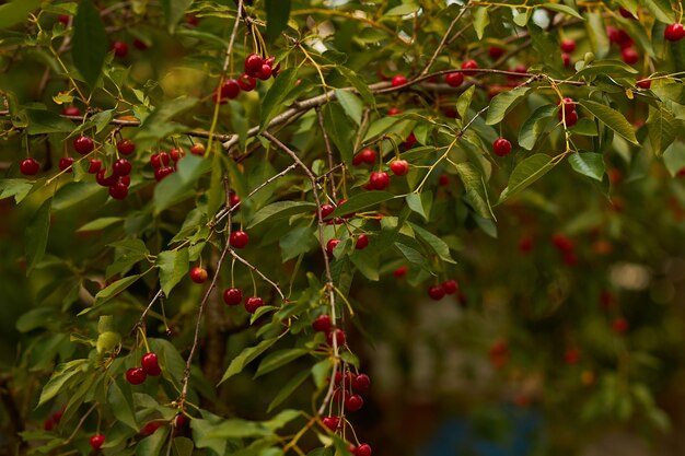 Cereza madura en un árbol Cereza Naturaleza