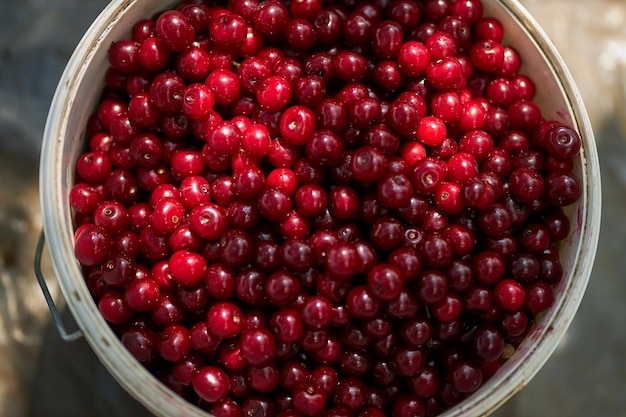 Cereza madura cosechada Agricultura Bayas Cereza cerrar Bayas Cereza fondo