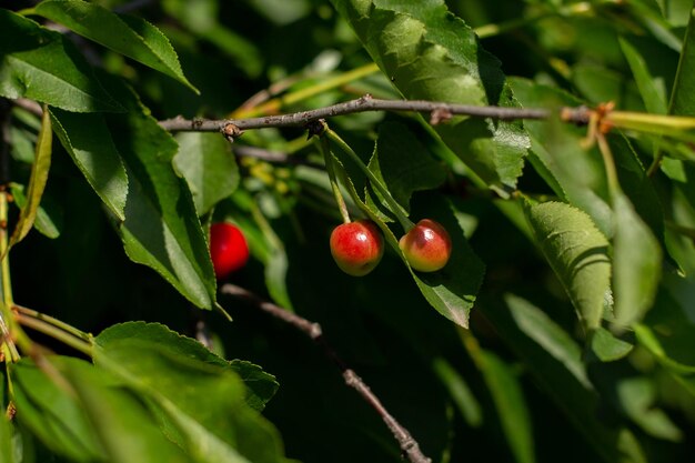 Cereza madura en la rama de un árbol