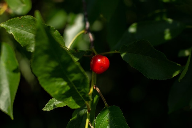 Cereza madura en la rama de un árbol