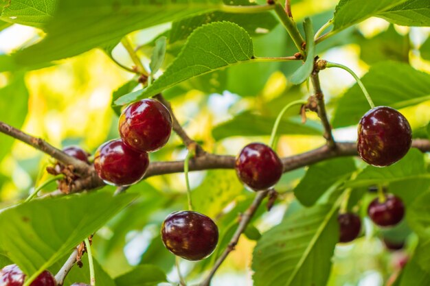 cereza madura en las ramas