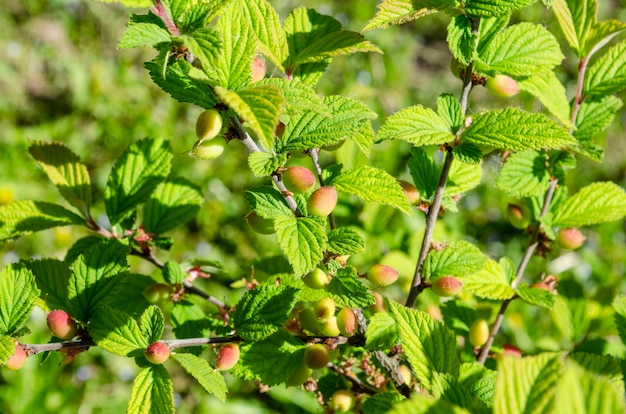 La cereza Nanking (Prunus tomentosa) en la rama