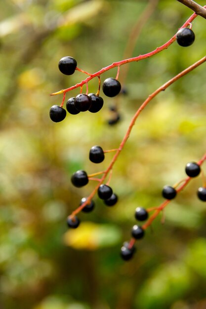 Foto cereza de pájaro baya en el bosque de otoño