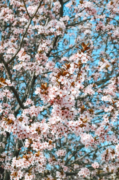 cereza en primavera