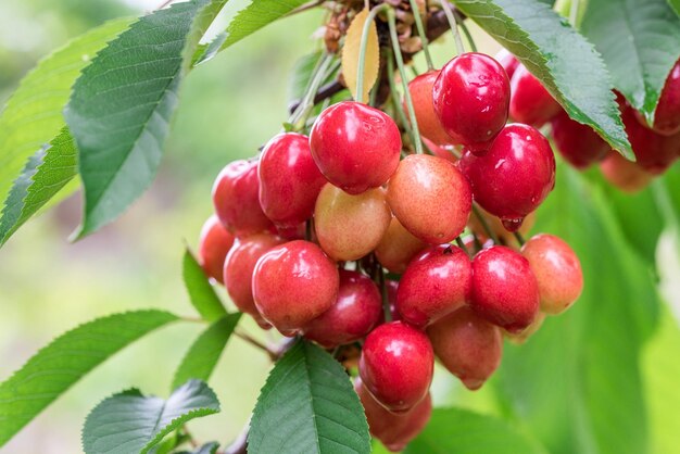 Cereza en una rama