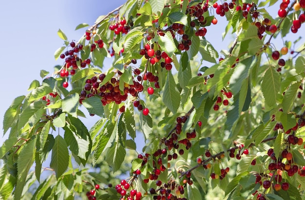 cereza roja en el árbol